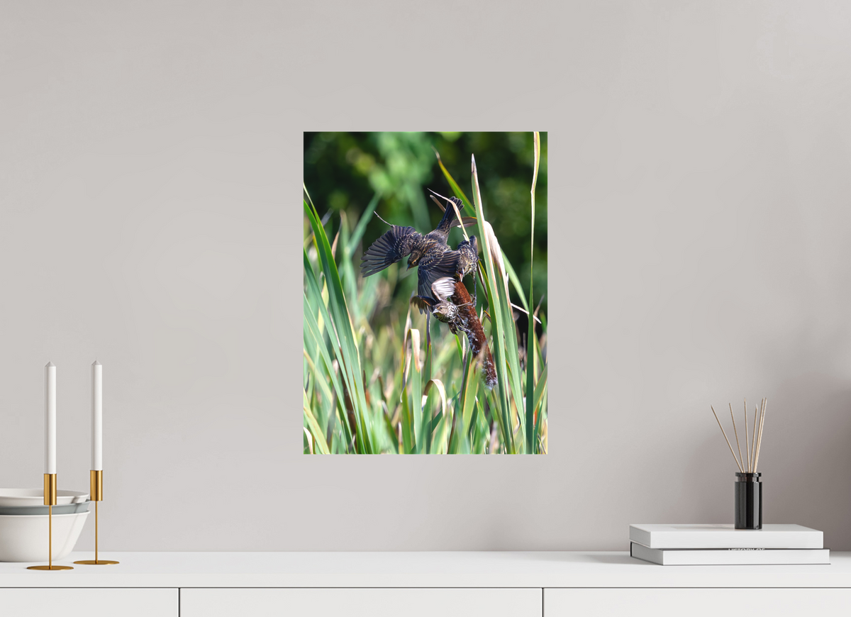 12 x 16″, Matte Canvas Unframed Red-winged Blackbirds
