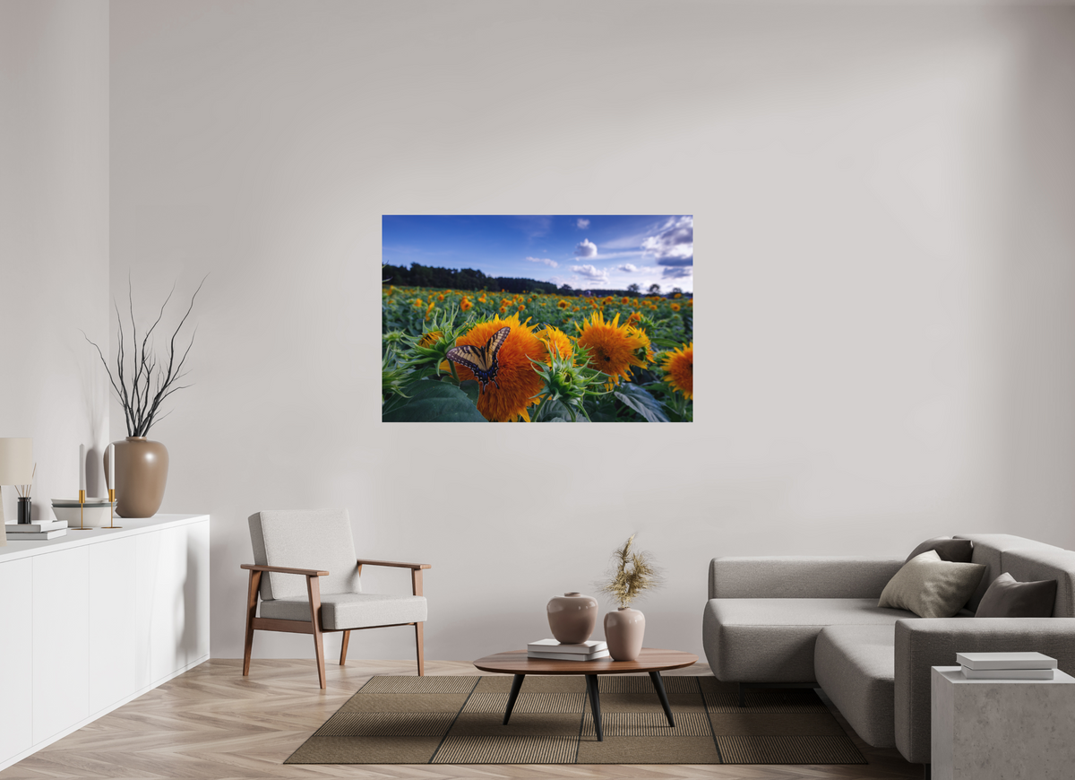 60 x 40″, Matte Photo Print Butterfly In the Sunflowers