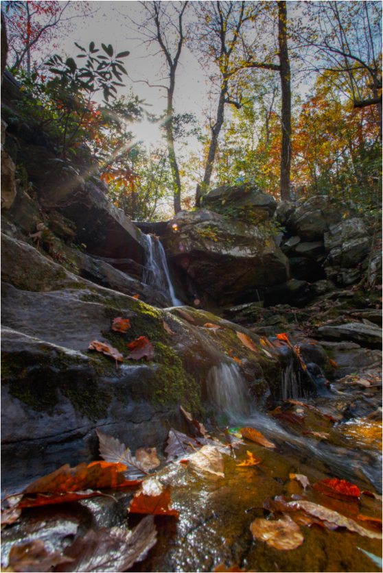 Autumn Flow