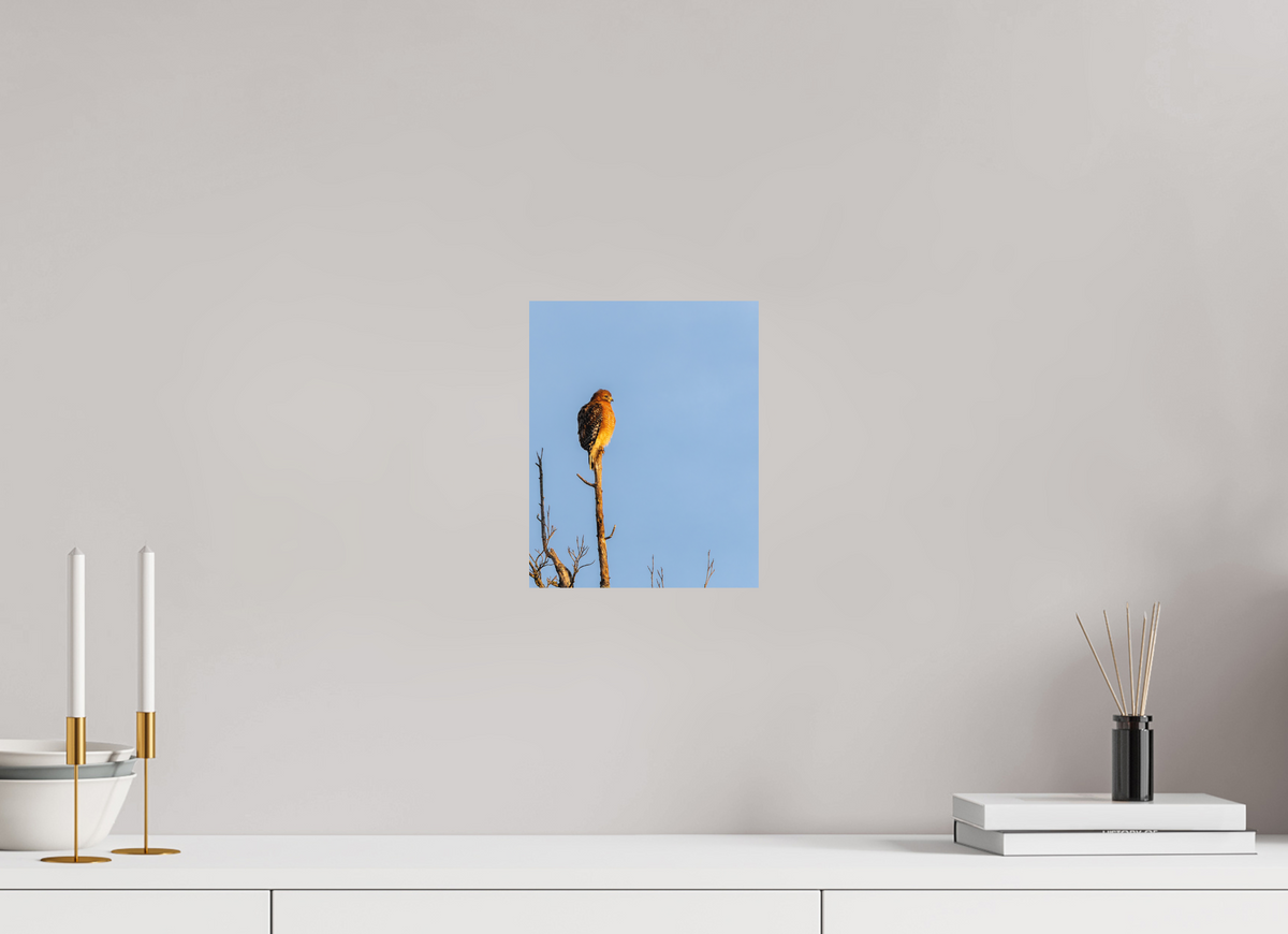 8 x 10″, Matte Photo Print Red-Shouldered Hawk – Sentinel