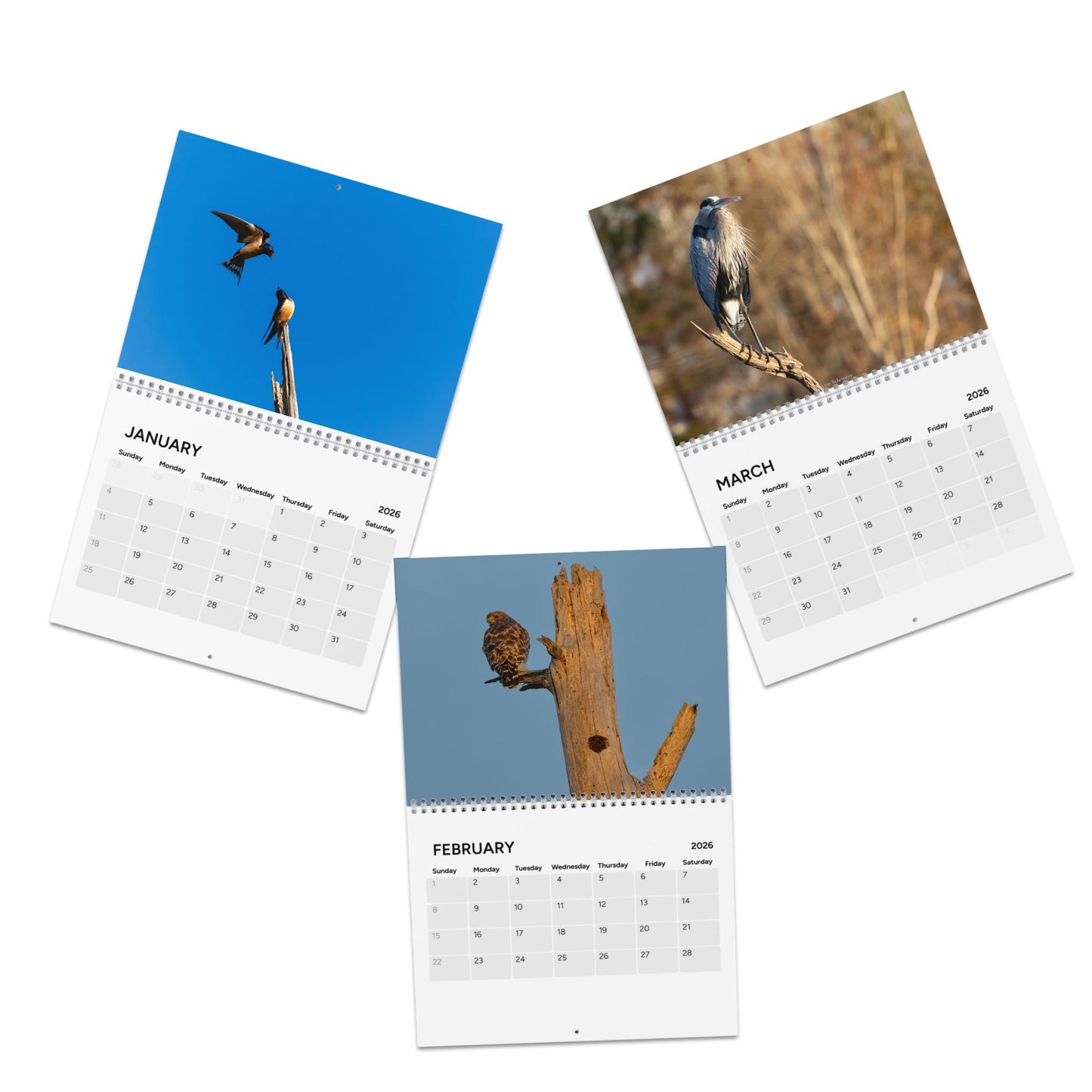 2026 Birds Of North Carolina Calendar