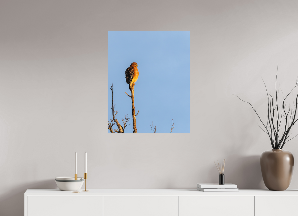 24 x 30″, Matte Photo Print Red-Shouldered Hawk – Sentinel