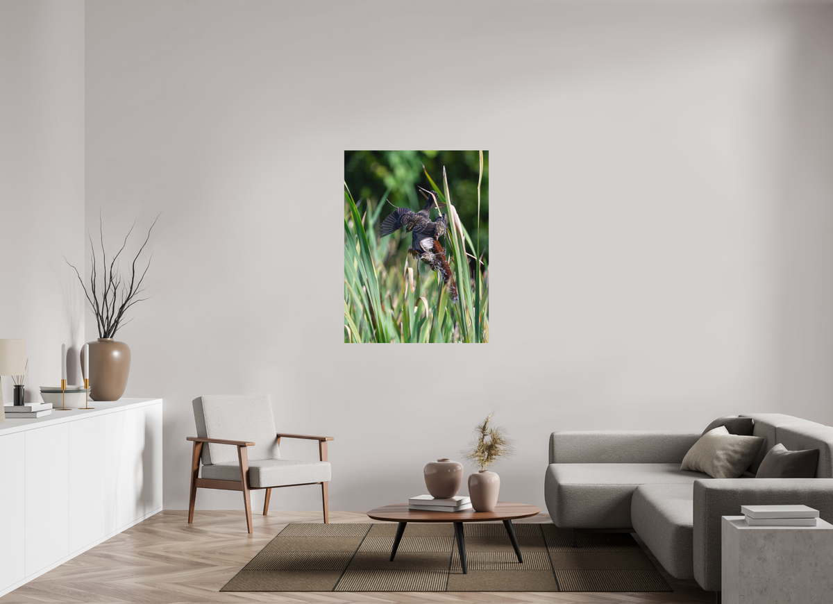 36 x 48″, Matte Photo Print Red-winged Blackbirds