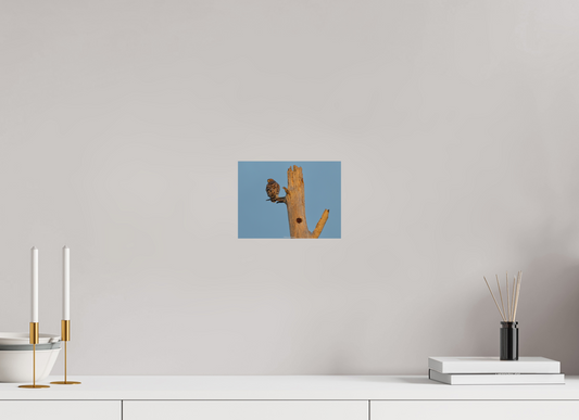 8 x 6″, Matte Photo Print Hawk At Dinnertime