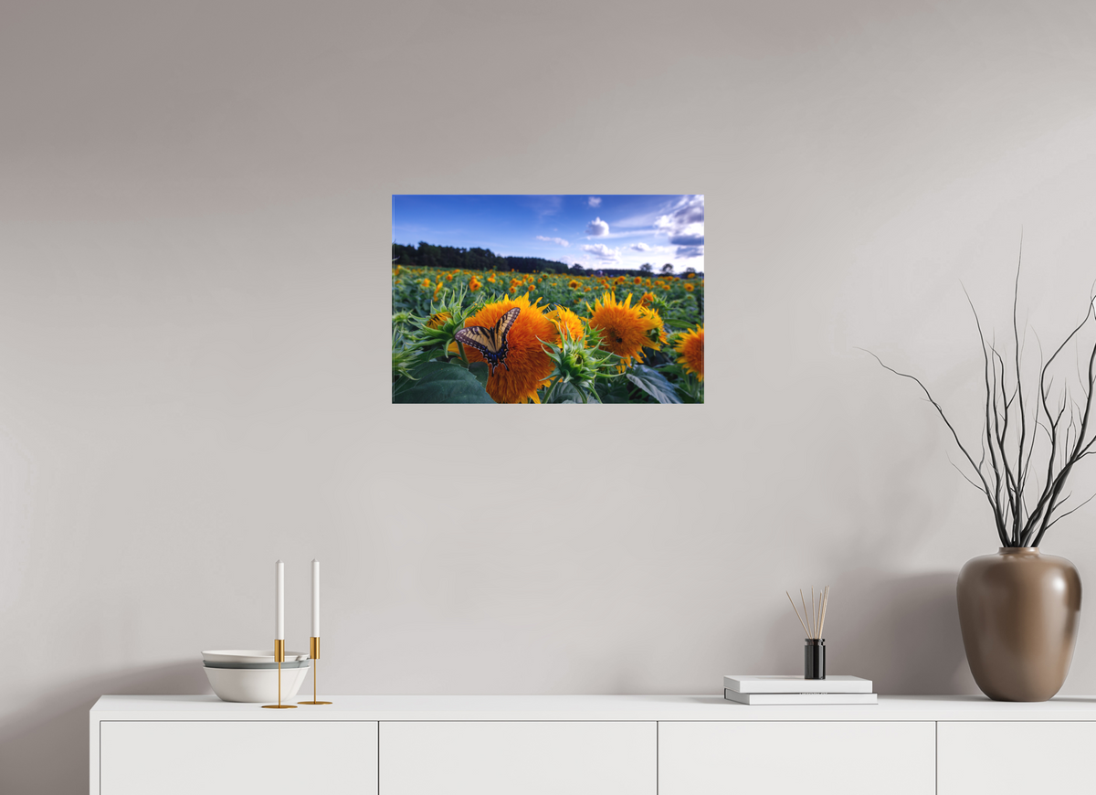 24 x 16″, Matte Canvas Unframed Butterfly In the Sunflowers