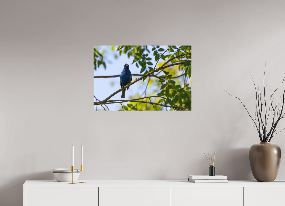 30 x 20″, Matte Photo Print Indigo Bunting In Tree