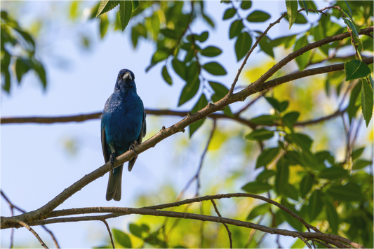 Indigo Bunting In Tree
