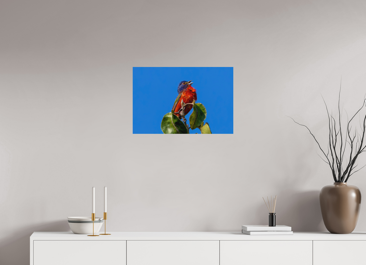 24 x 16″, Matte Photo Print Painted Bunting Singing