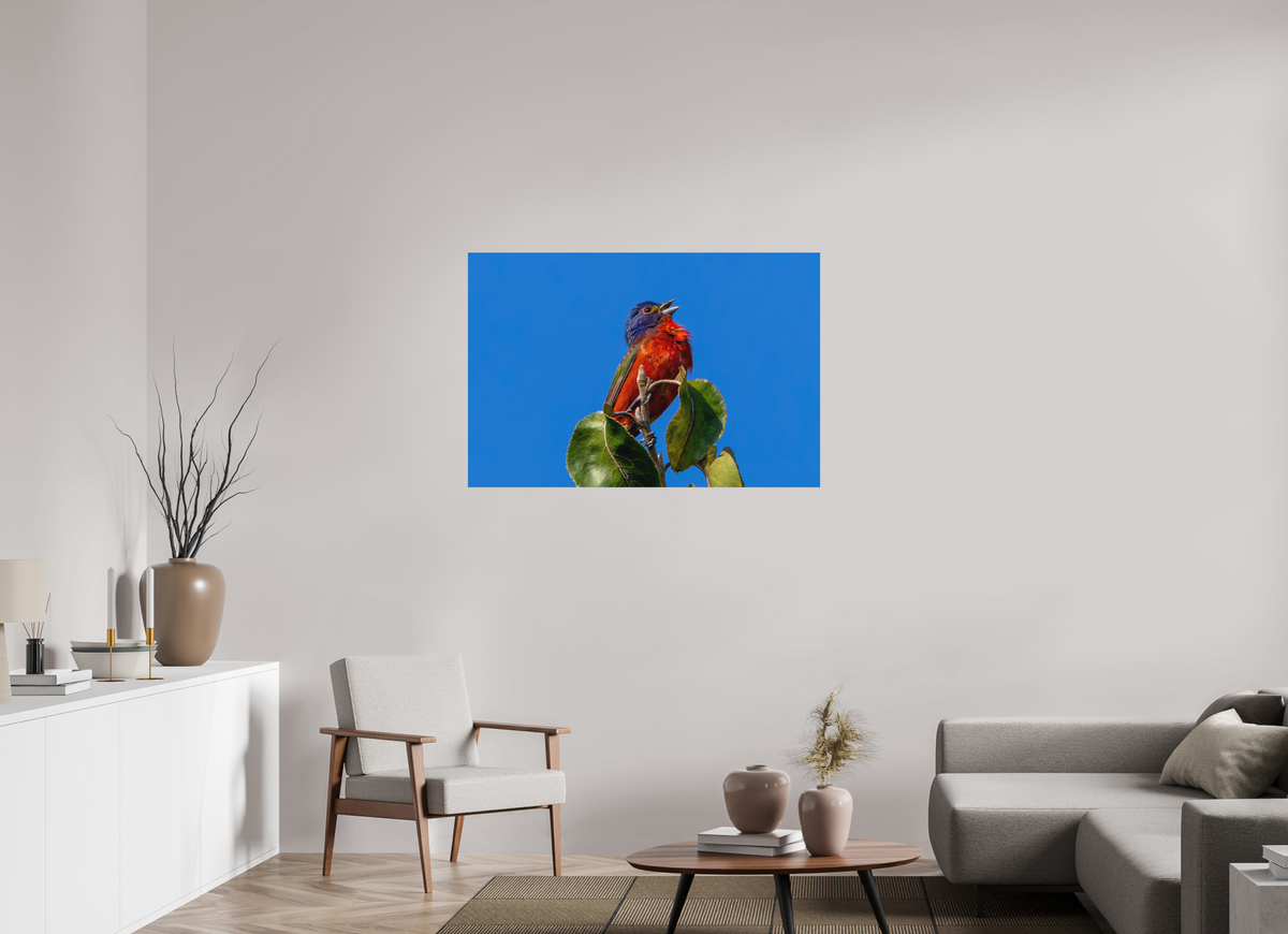 45 x 30″, Matte Photo Print Painted Bunting Singing