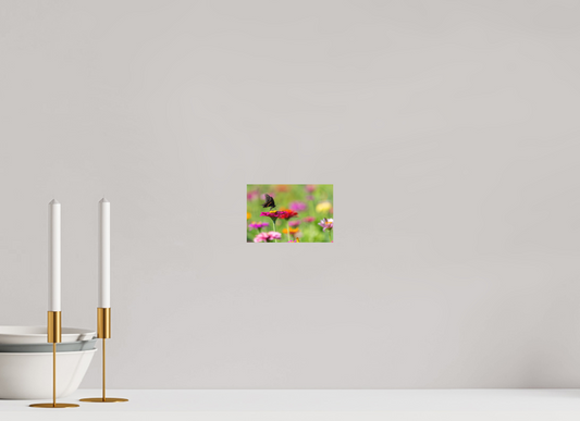 6 x 4″, Matte Photo Print Butterfly Amongst The Flowers