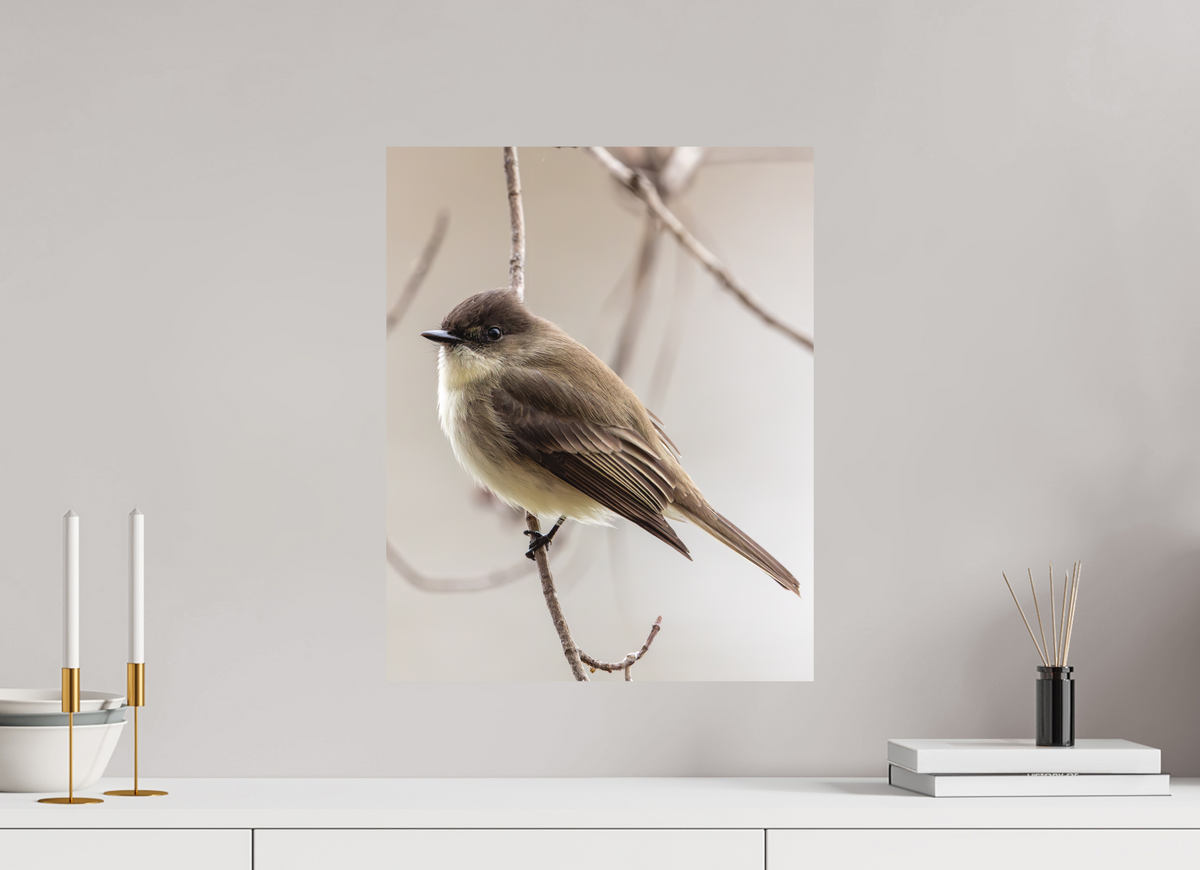 16 x 20″, Matte Photo Print Eastern Phoebe - Quiet Watcher