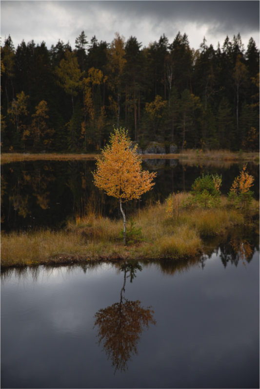 Autumn Reflection