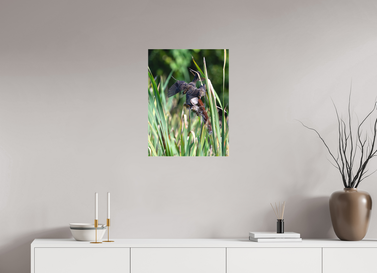 18 x 24″, Matte Canvas Unframed Red-winged Blackbirds