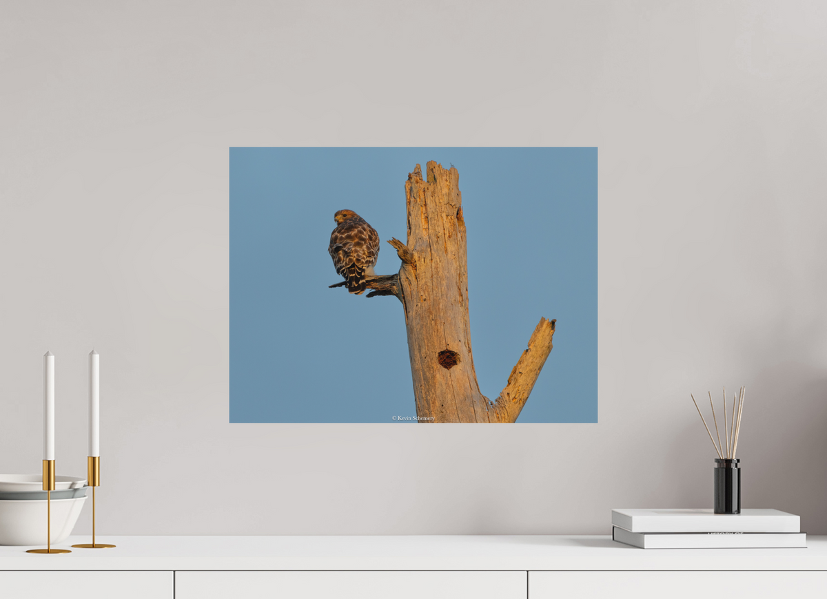 20 x 15″, Matte Photo Print Hawk At Dinnertime