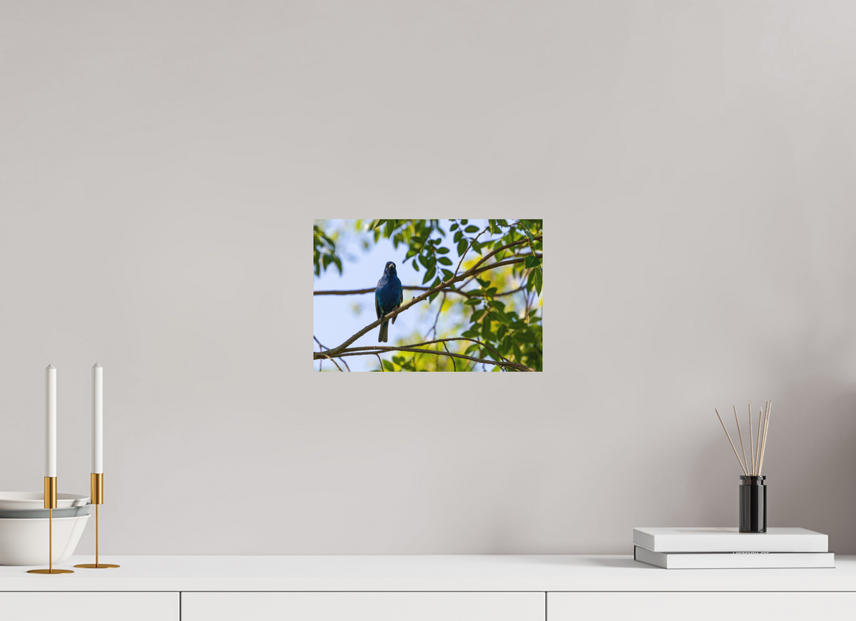 12 x 8″, Matte Photo Print Indigo Bunting In Tree