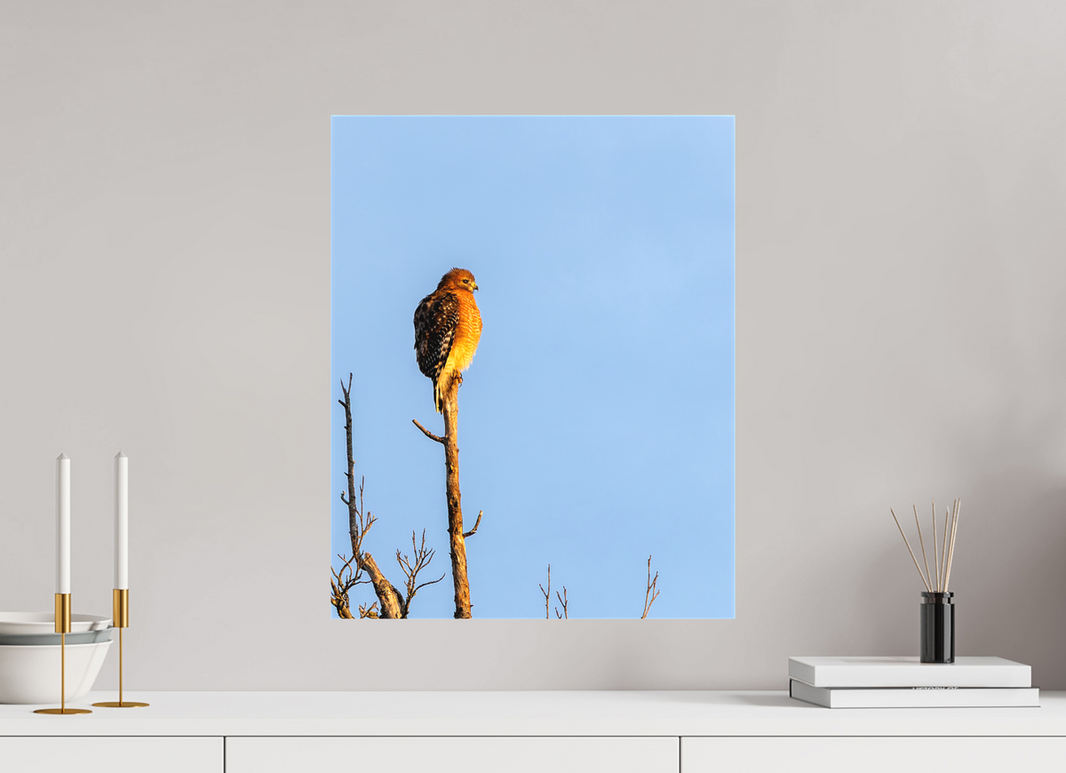 16 x 20″, Matte Canvas Unframed Red-Shouldered Hawk – Sentinel