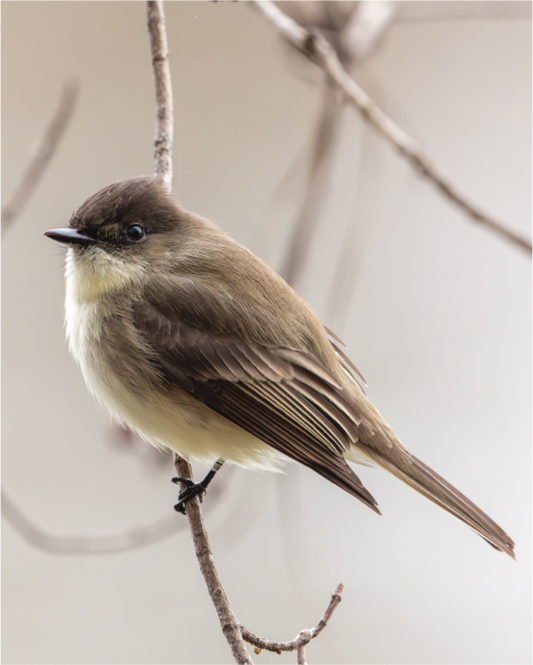 Main image Eastern Phoebe - Quiet Watcher