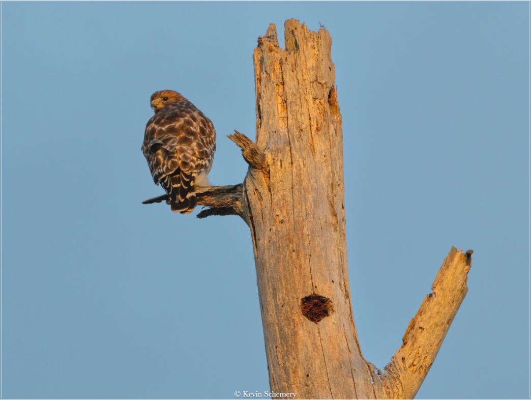 Hawk At Dinnertime