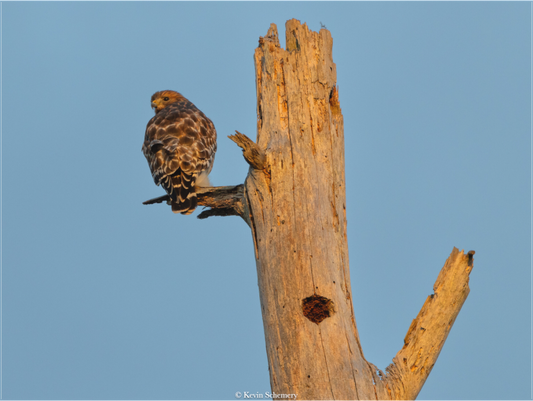Hawk At Dinnertime