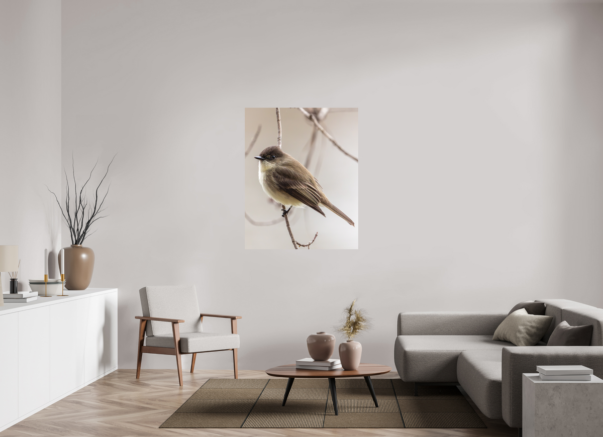 39 x 48.7″, Matte Photo Print Eastern Phoebe - Quiet Watcher