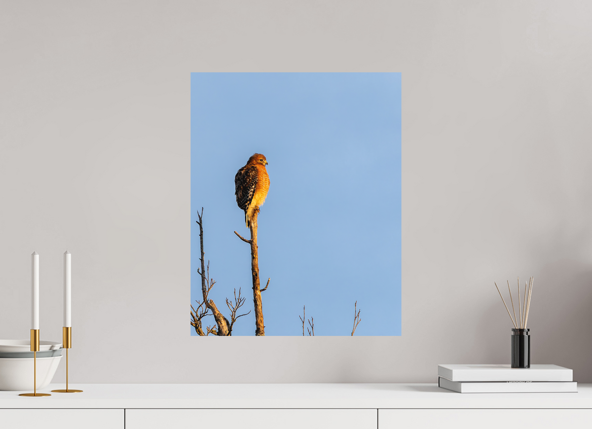 16 x 20″, Matte Photo Print Red-Shouldered Hawk – Sentinel