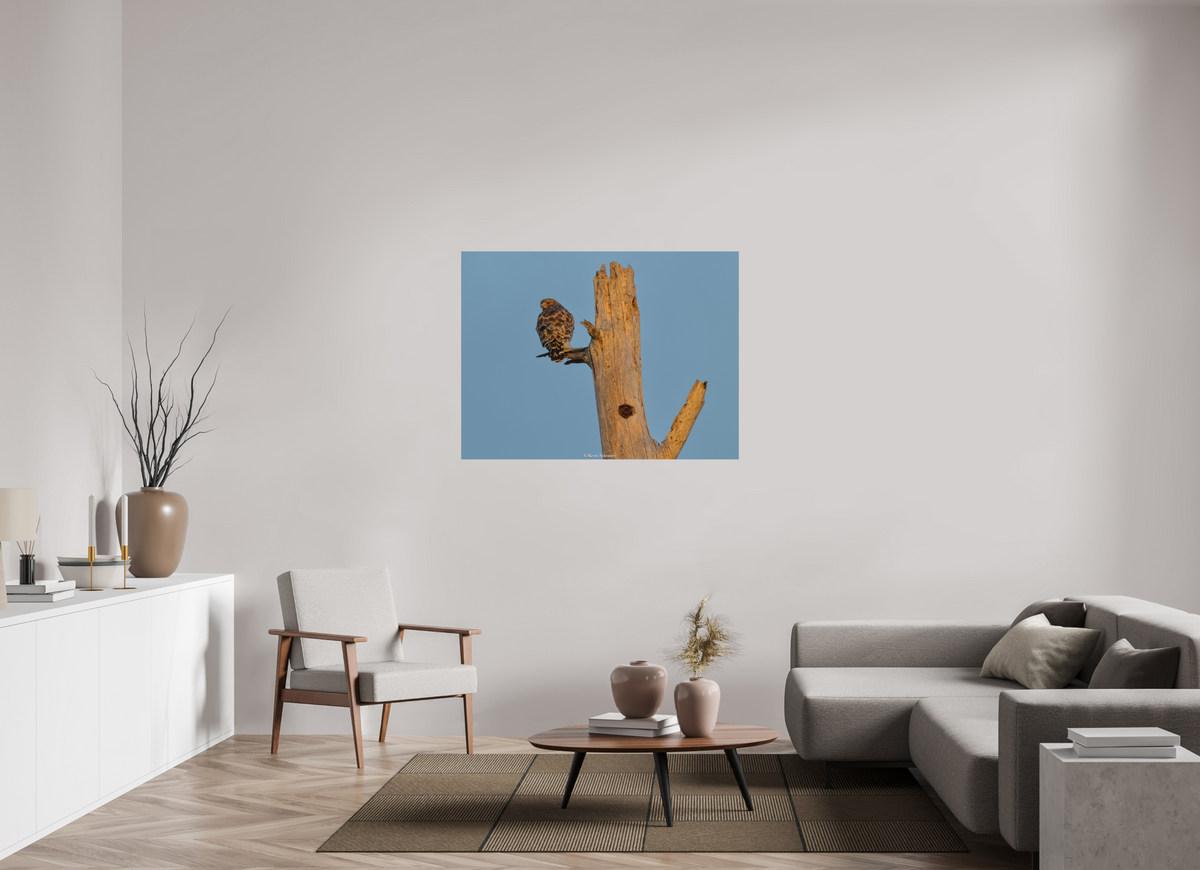 48 x 36″, Matte Photo Print Hawk At Dinnertime