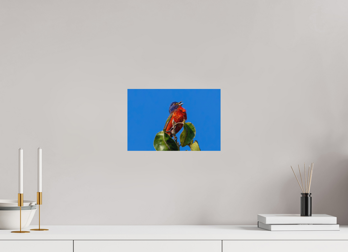 12 x 8″, Matte Photo Print Painted Bunting Singing