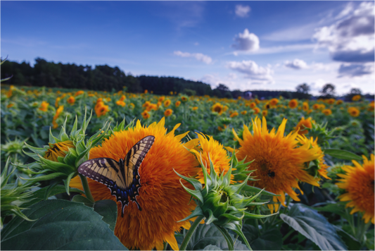 Butterfly In the Sunflowers