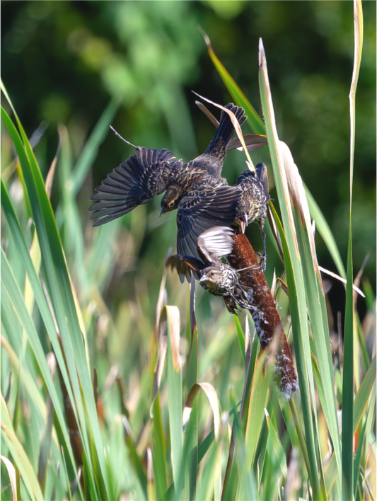 Red-winged Blackbirds