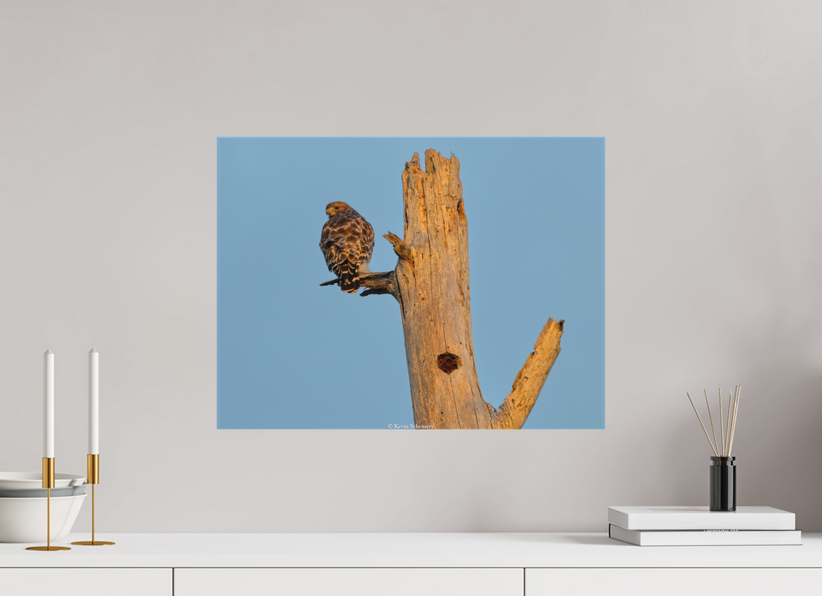 20 x 15″, Matte Canvas Unframed Hawk At Dinnertime
