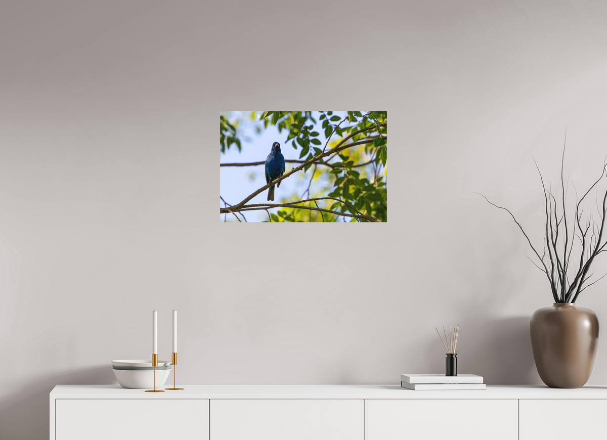 24 x 16″, Matte Photo Print Indigo Bunting In Tree