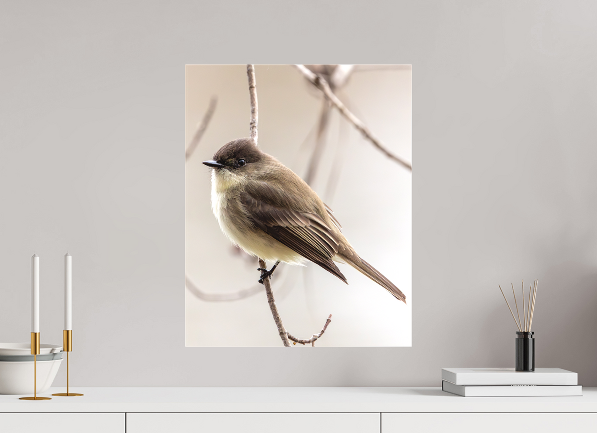 16 x 20″, Matte Canvas Unframed Eastern Phoebe - Quiet Watcher