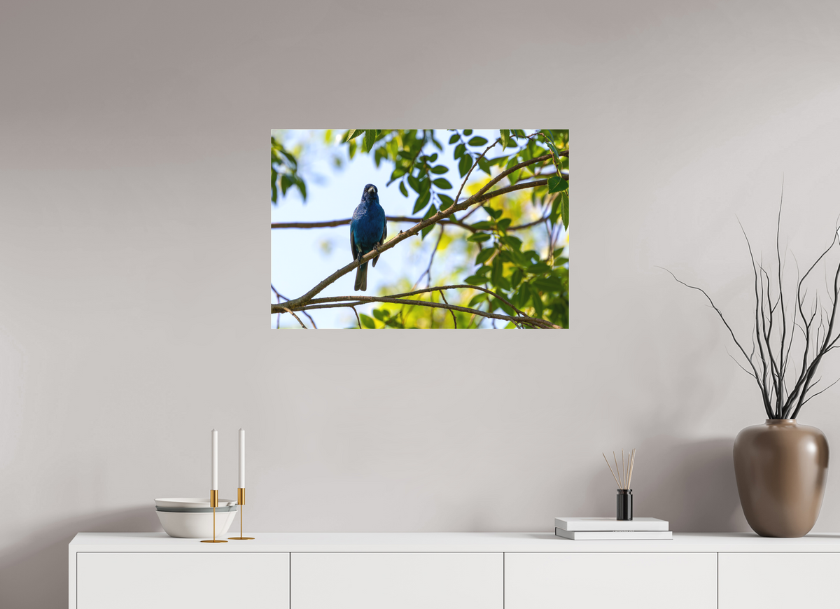 30 x 20″, Matte Canvas Unframed Indigo Bunting In Tree