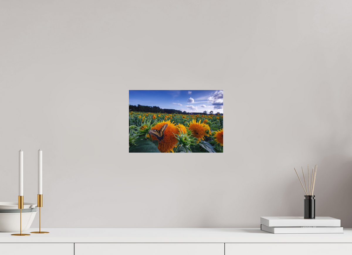 12 x 8″, Matte Photo Print Butterfly In the Sunflowers