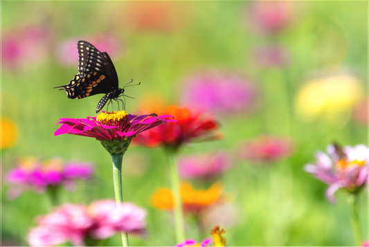 Butterfly Amongst The Flowers
