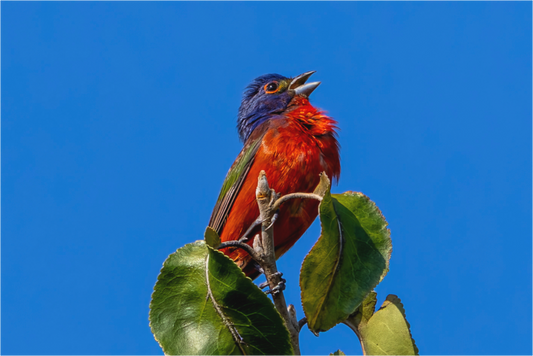 Painted Bunting Singing