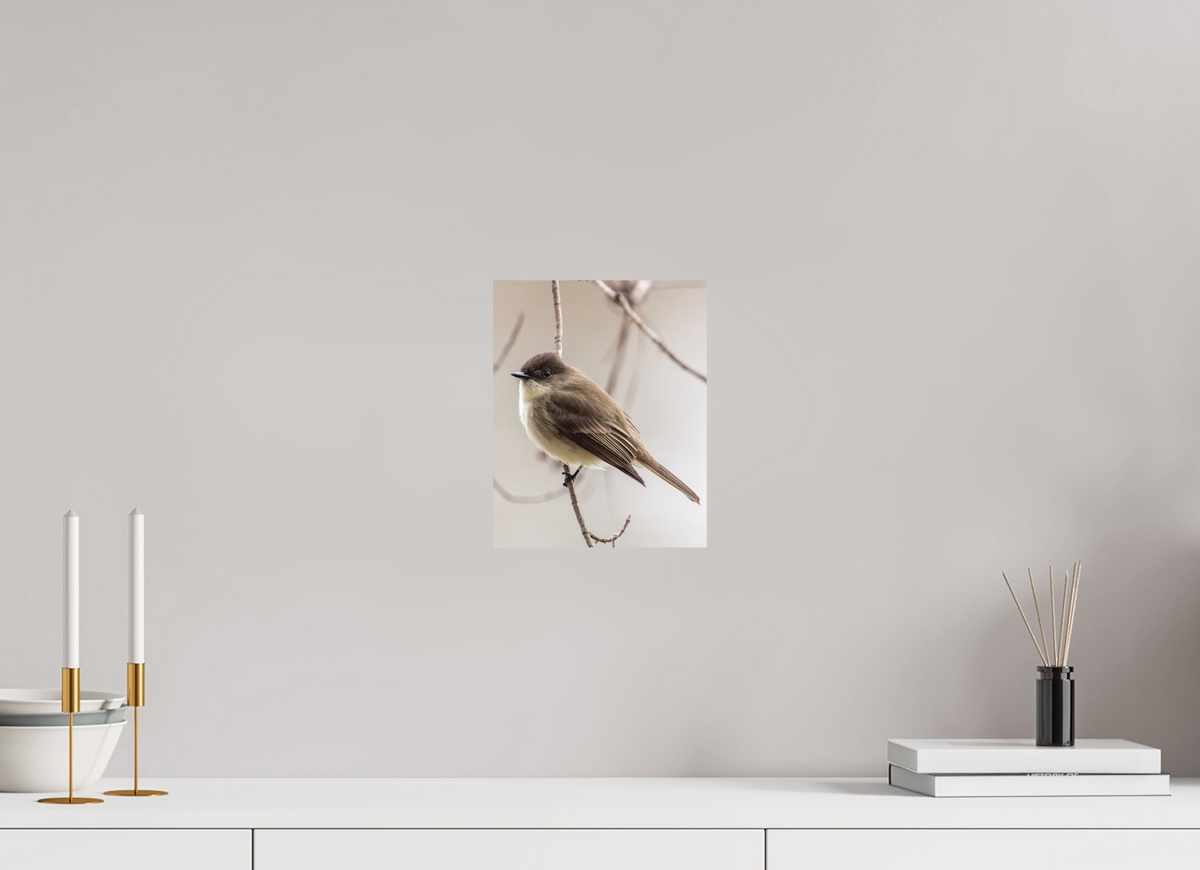 8 x 10″, Matte Photo Print Eastern Phoebe - Quiet Watcher