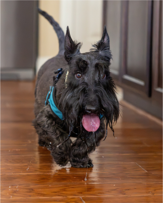 Main image Finley-13