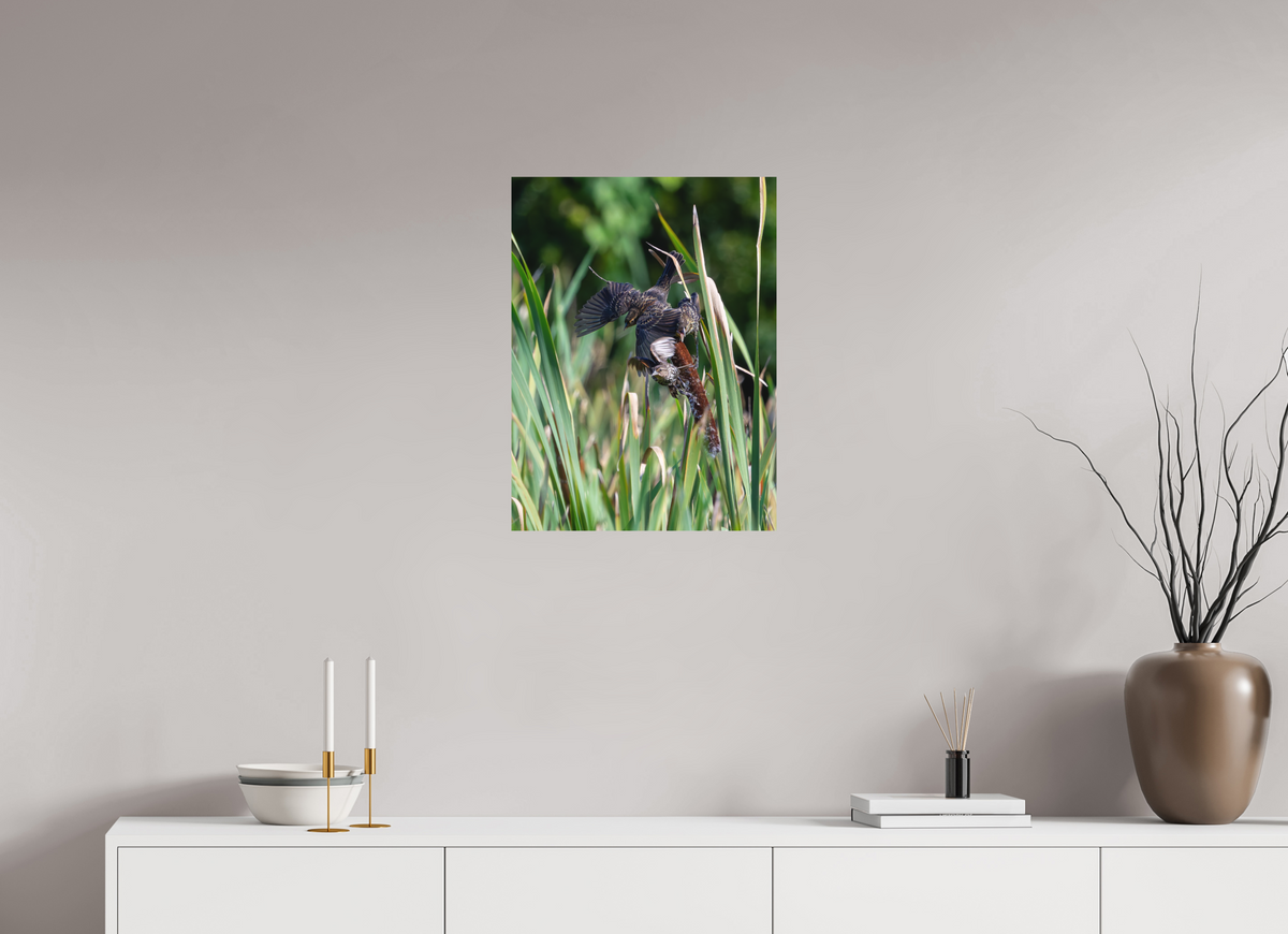 18 x 24″, Matte Photo Print Red-winged Blackbirds