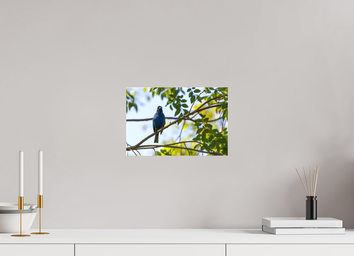 12 x 8″, Matte Canvas Unframed Indigo Bunting In Tree