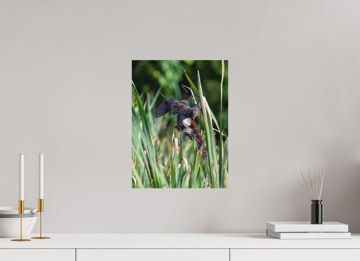 12 x 16″, Matte Photo Print Red-winged Blackbirds