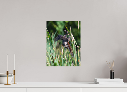 12 x 16″, Matte Photo Print Red-winged Blackbirds