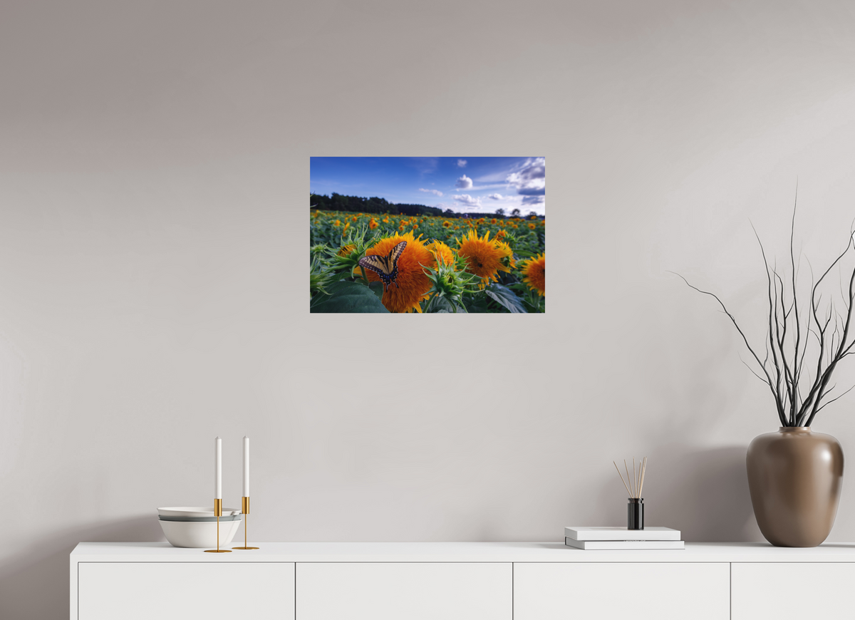 24 x 16″, Matte Photo Print Butterfly In the Sunflowers